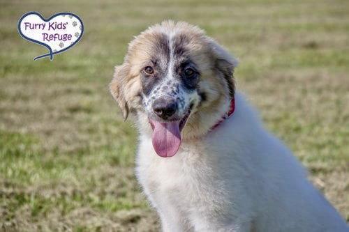 Izzie, a Adoptable mixed breed in Lee's Summit, MO image 1/3