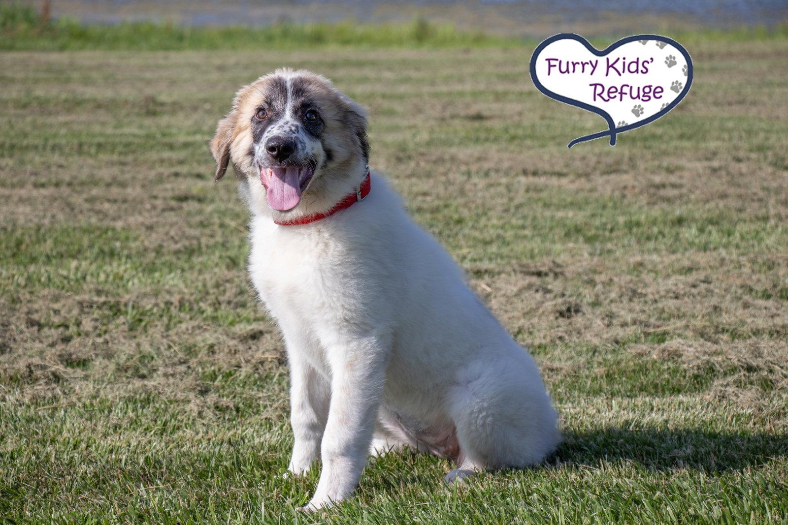 Izzie, a Adoptable mixed breed in Lee's Summit, MO image 3/3