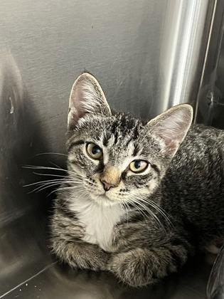 Enlarge Juliette, a Adoptable Domestic Short Hair in Venice, FL image 1/2