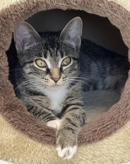 Enlarge Juliette, a Adoptable Domestic Short Hair in Venice, FL image 2/2