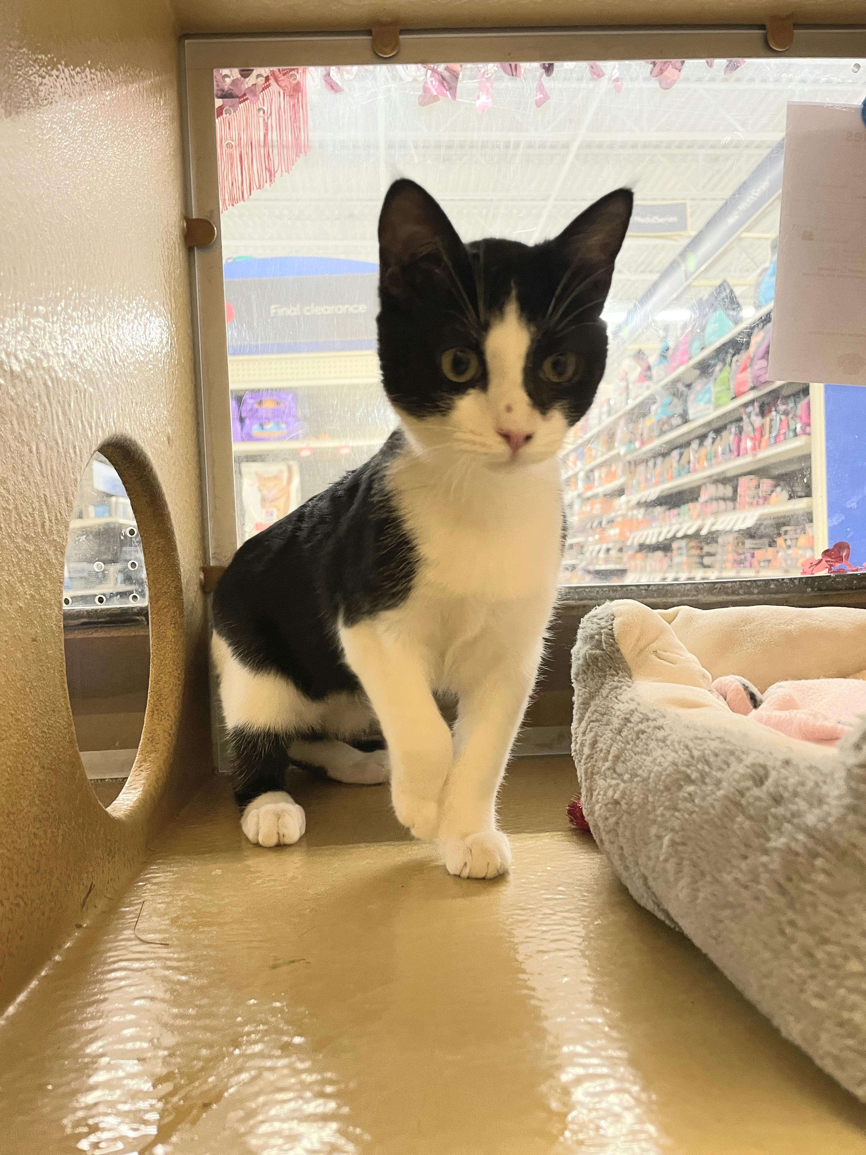 Enlarge Bowtie, a Adoptable mixed breed in Albuquerque, NM image 3/5
