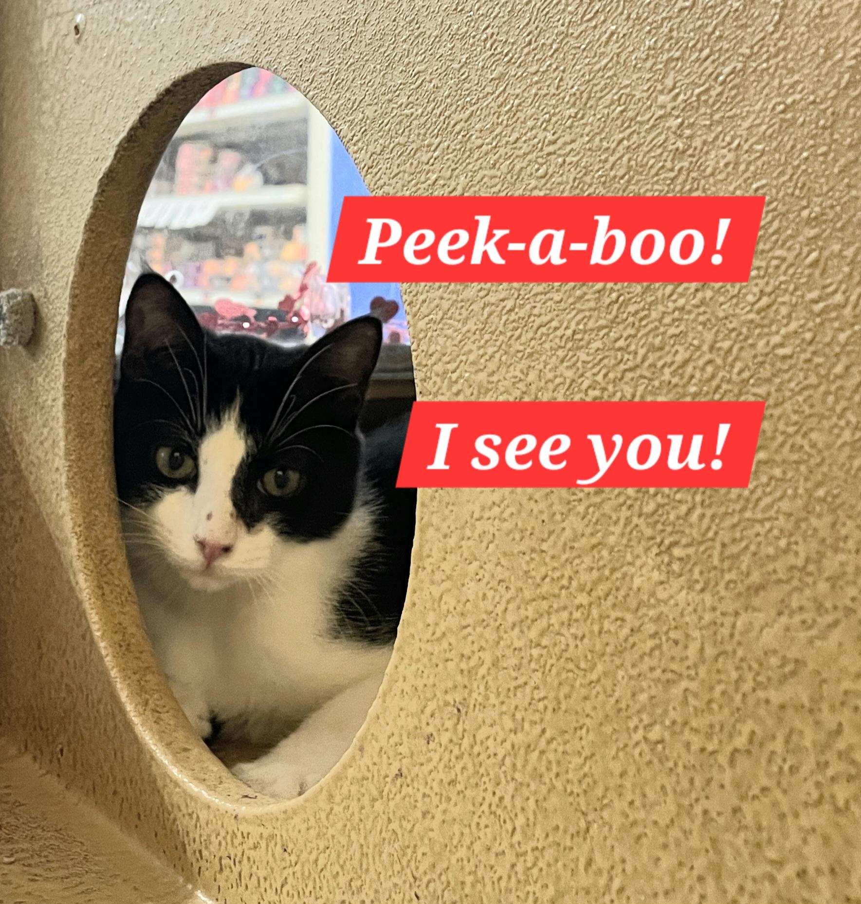 Enlarge Bowtie, a Adoptable mixed breed in Albuquerque, NM image 4/5