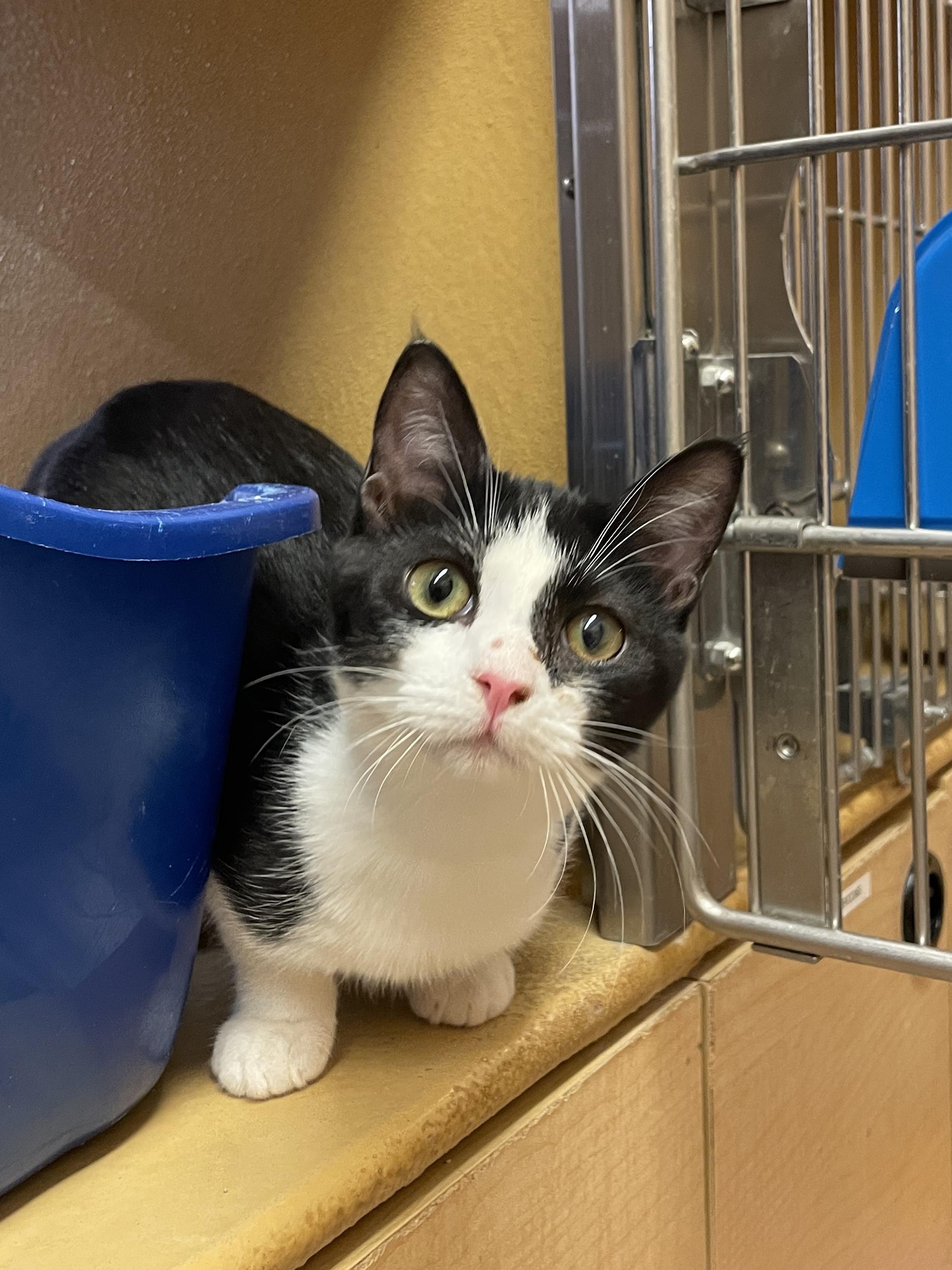 Enlarge Bowtie, a Adoptable mixed breed in Albuquerque, NM image 2/5