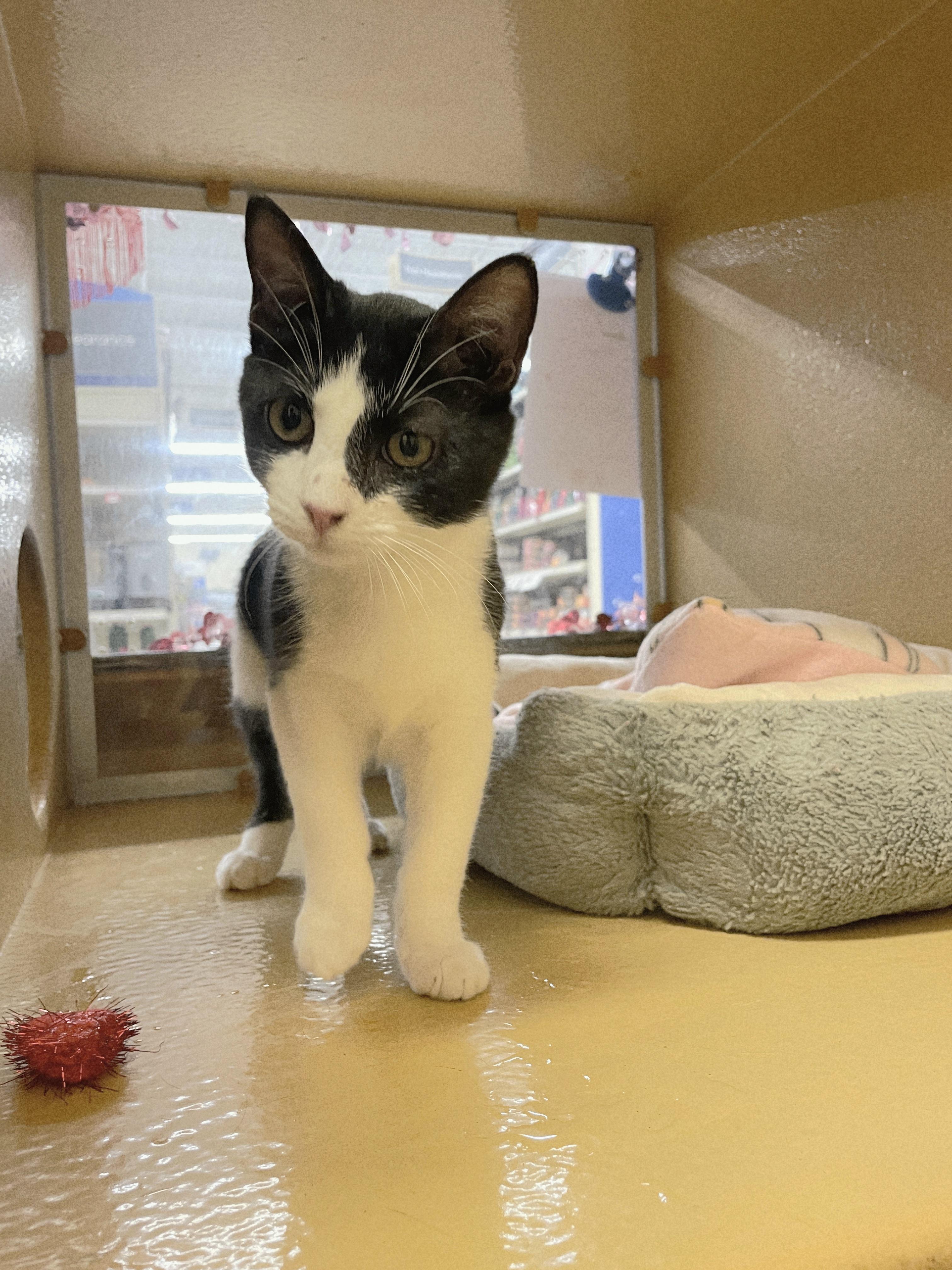 Enlarge Bowtie, a Adoptable mixed breed in Albuquerque, NM image 1/5