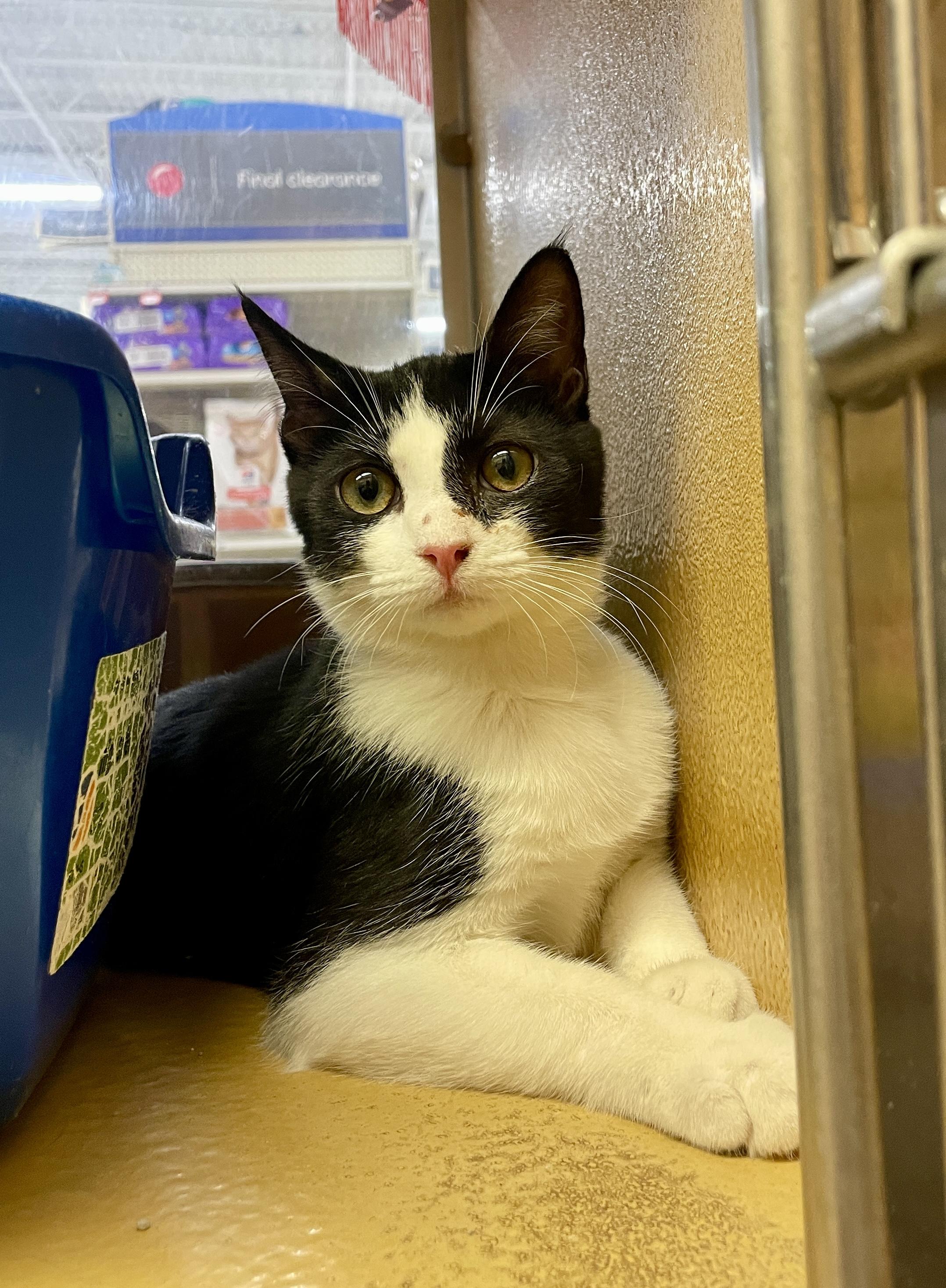 Enlarge Bowtie, a Adoptable mixed breed in Albuquerque, NM image 5/5