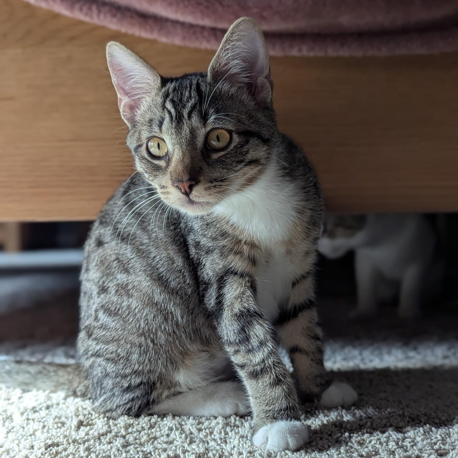 Enlarge Millie, a Adoptable Domestic Short Hair in jacksonville, FL image 2/6