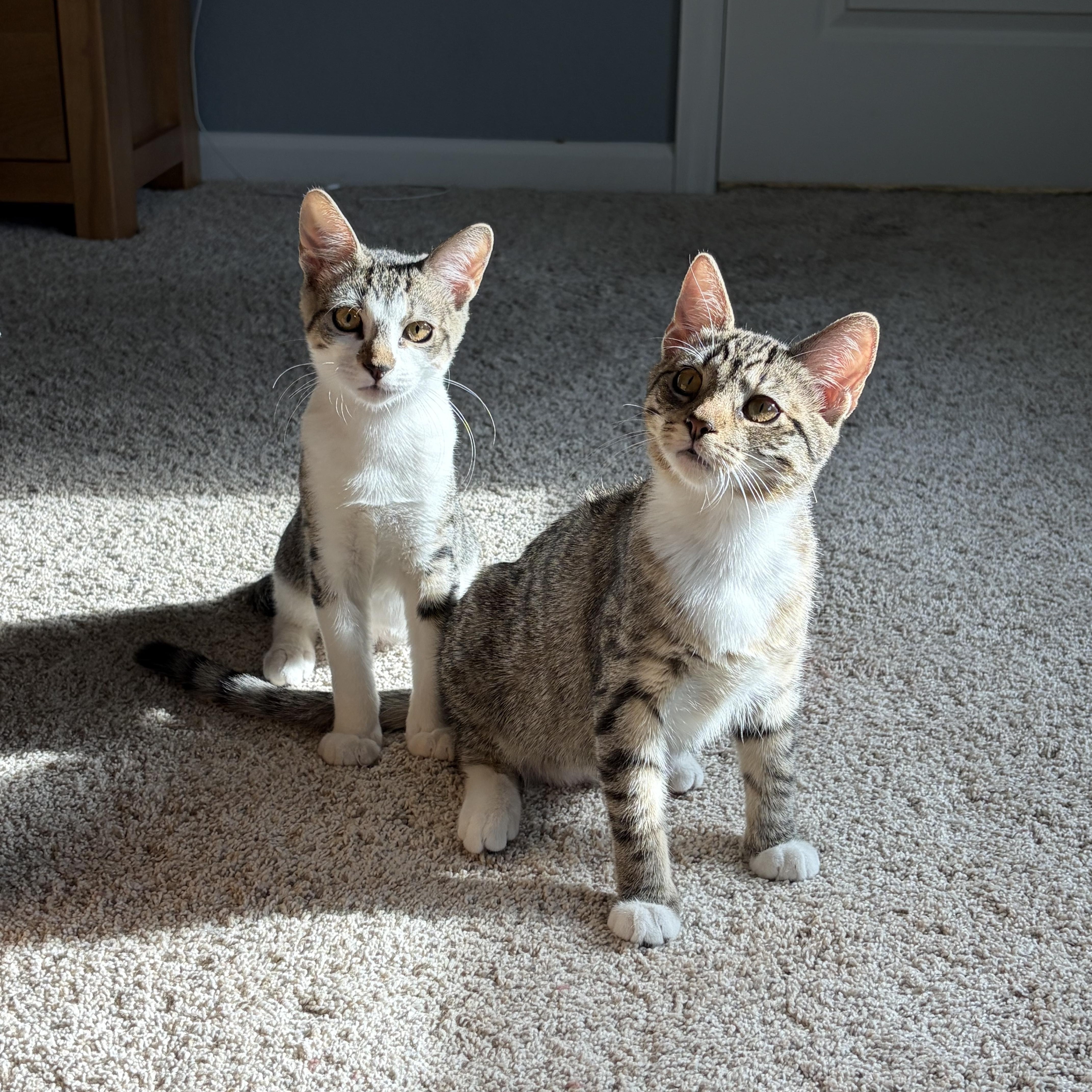 Enlarge Millie, a Adoptable Domestic Short Hair in jacksonville, FL image 4/6