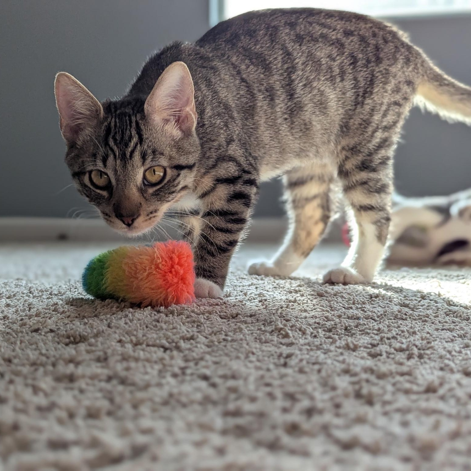 Enlarge Millie, a Adoptable Domestic Short Hair in jacksonville, FL image 5/6