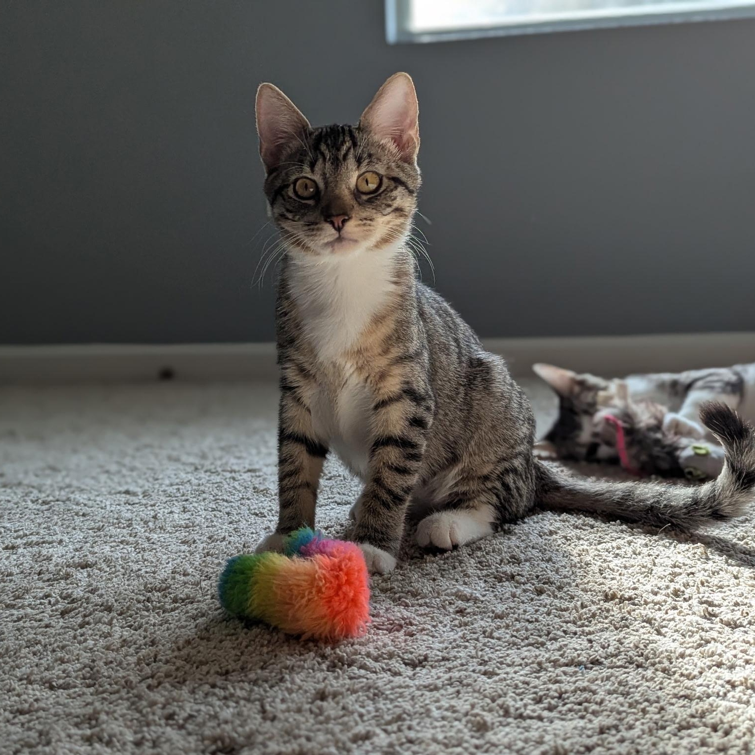 Enlarge Millie, a Adoptable Domestic Short Hair in jacksonville, FL image 3/6