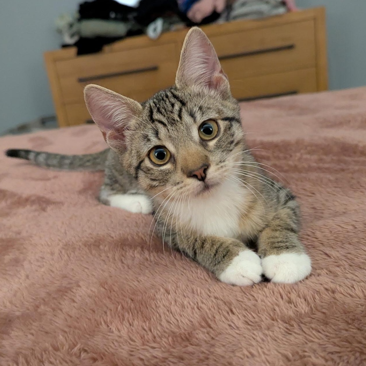 Millie, Adoptable, Kitten Female Domestic Short Hair.