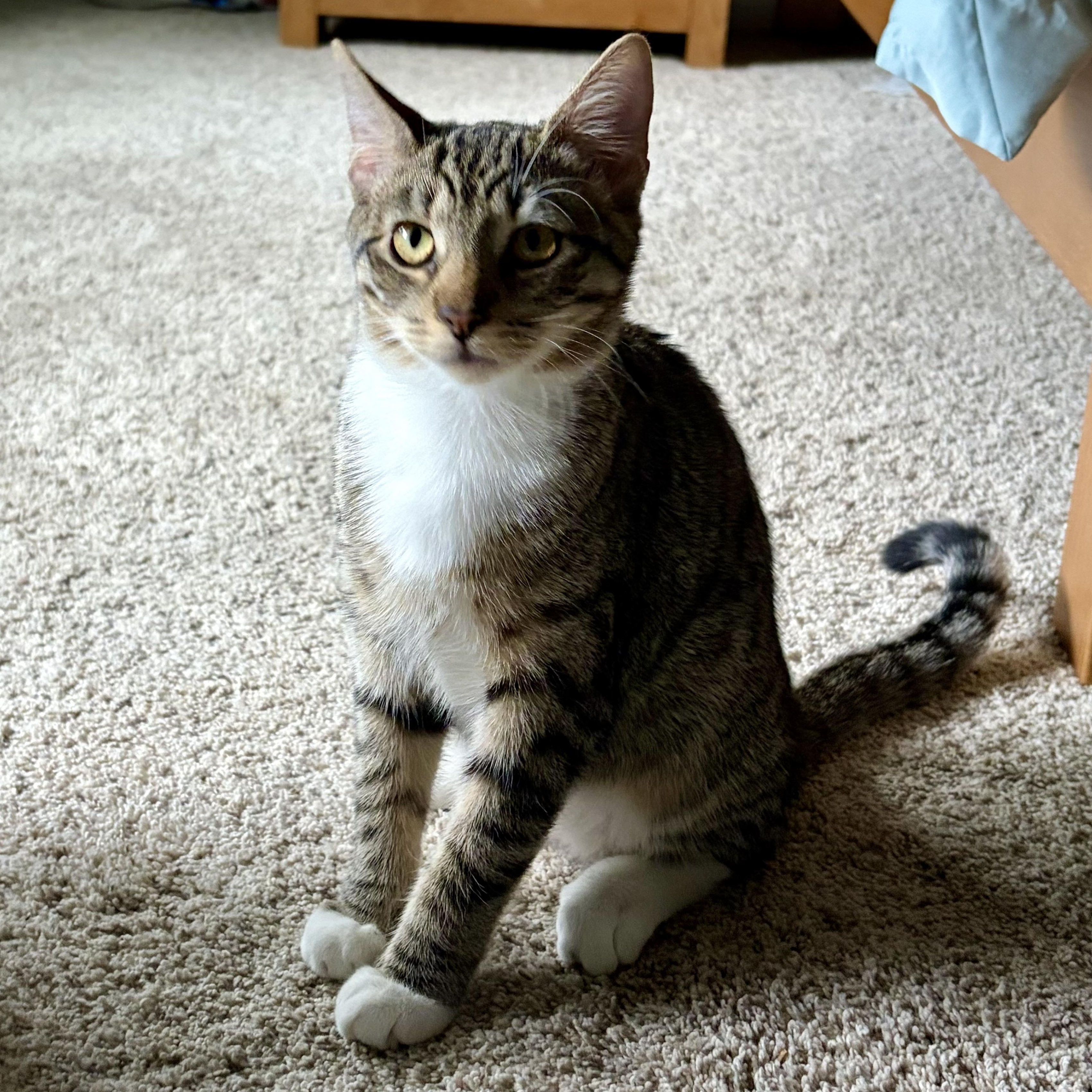 Enlarge Millie, a Adoptable Domestic Short Hair in jacksonville, FL image 6/6