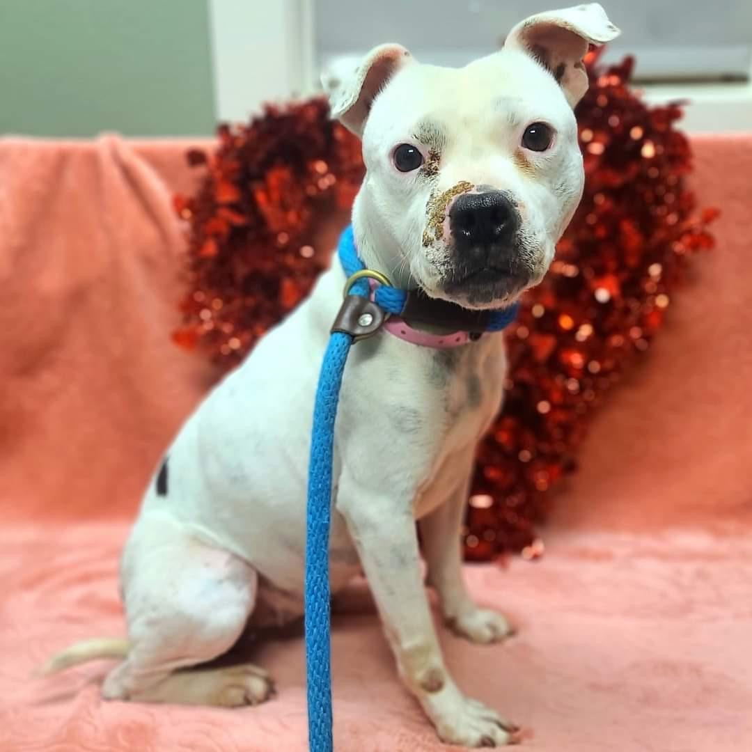 Desi, Adopted, Adult Female Staffordshire Bull Terrier.