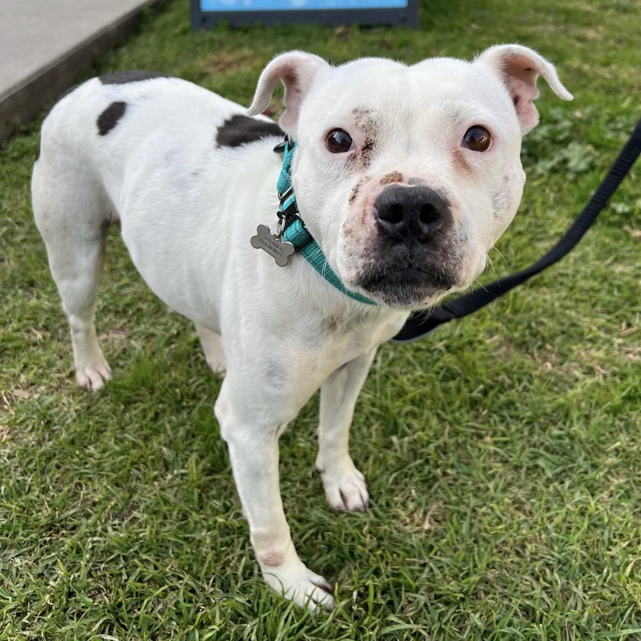 Desi, a Adopted mixed breed in Long Beach, CA image 2/4