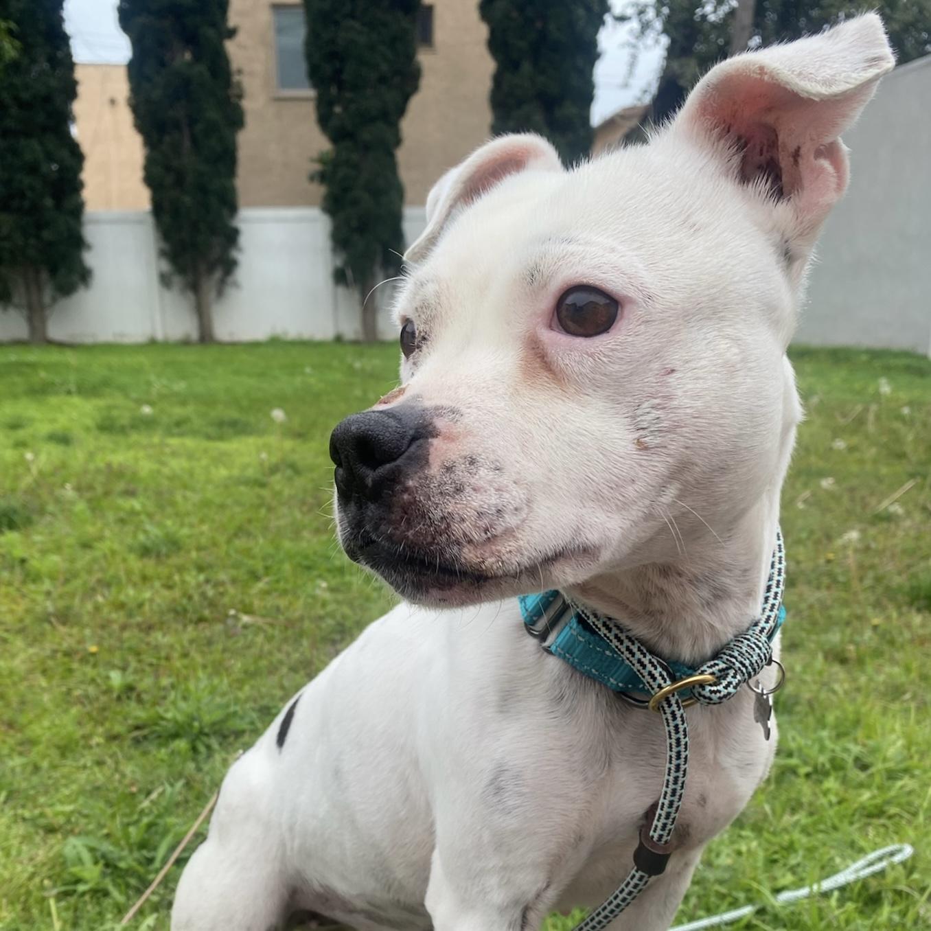 Desi, a Adopted mixed breed in Long Beach, CA image 3/4
