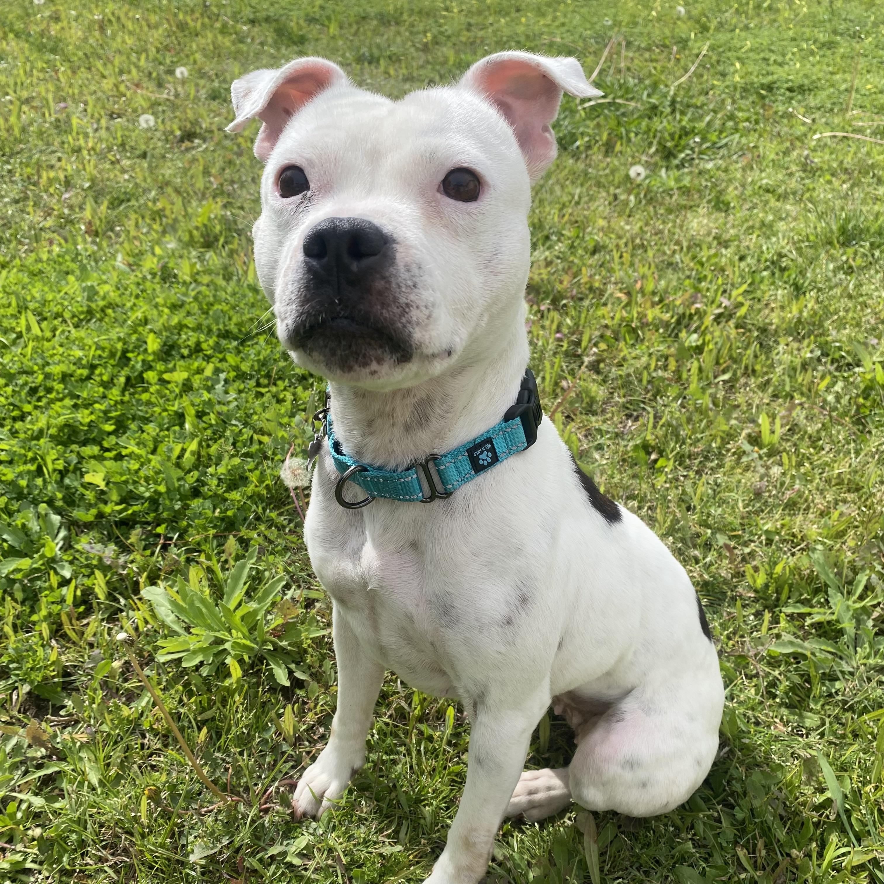 Desi, a Adopted mixed breed in Long Beach, CA image 4/4
