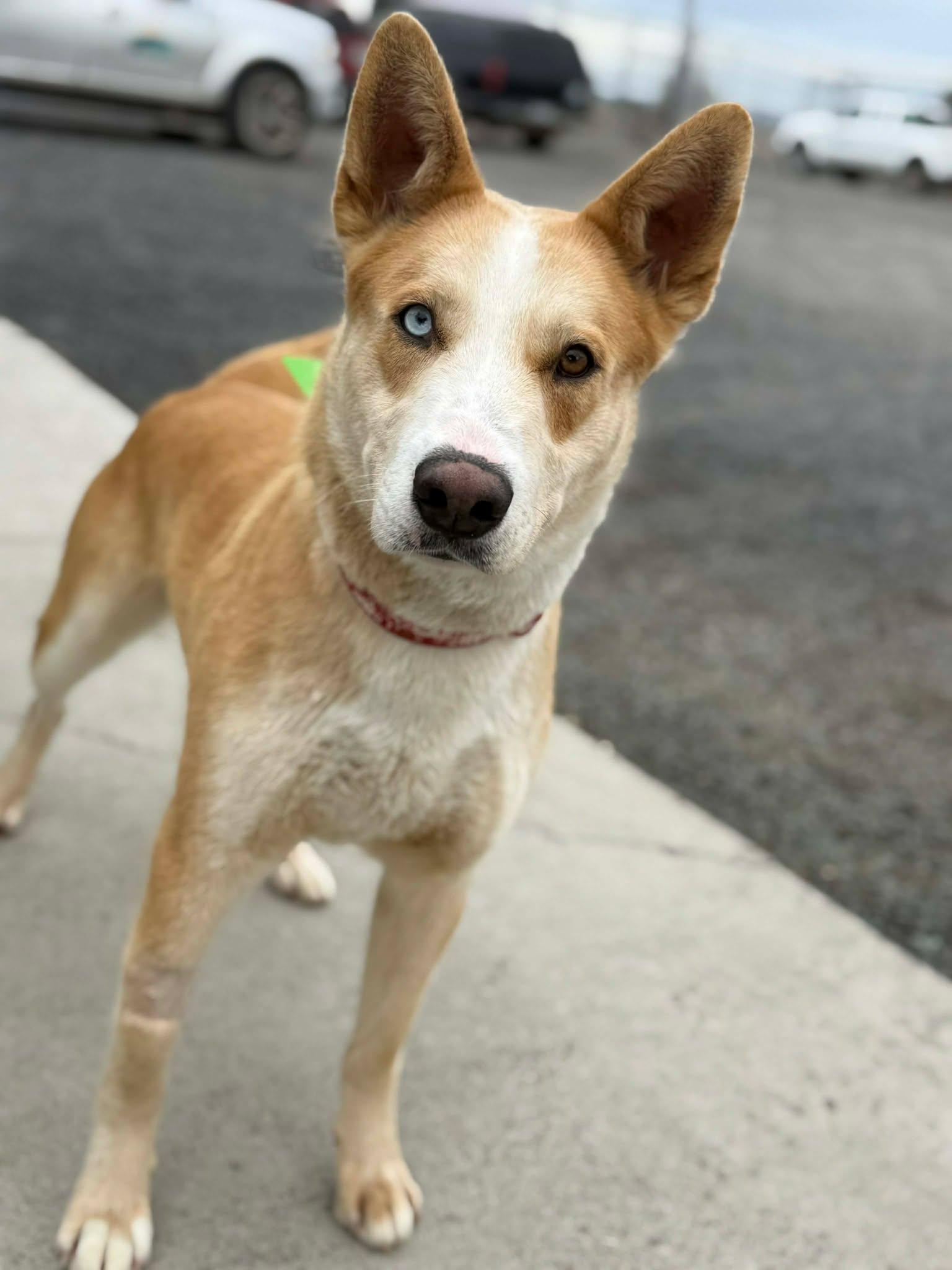 Enlarge Dingo, a ADOPTABLE mixed breed in Othello, WA image 2/6