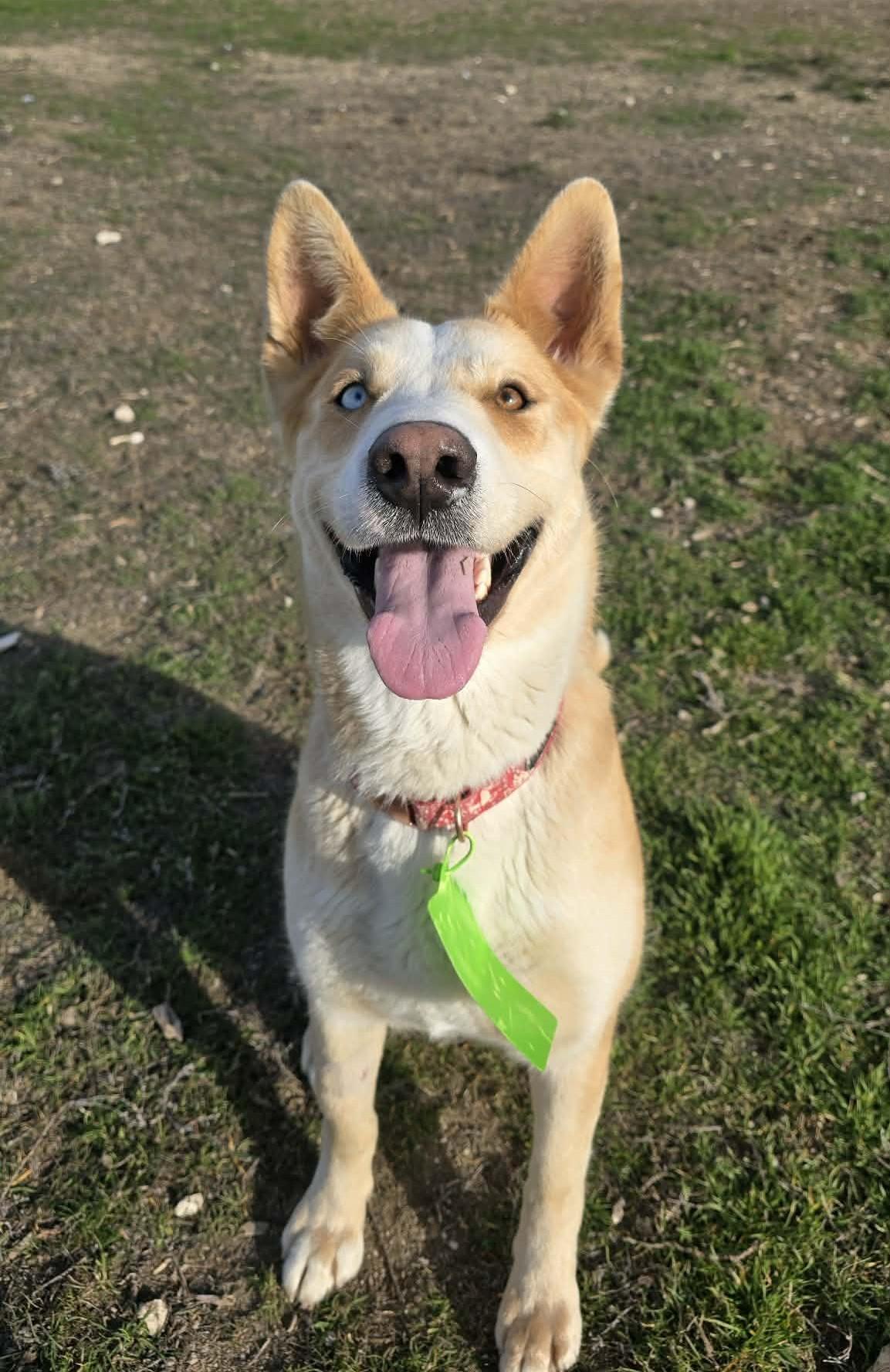 Enlarge Dingo, a ADOPTABLE mixed breed in Othello, WA image 6/6
