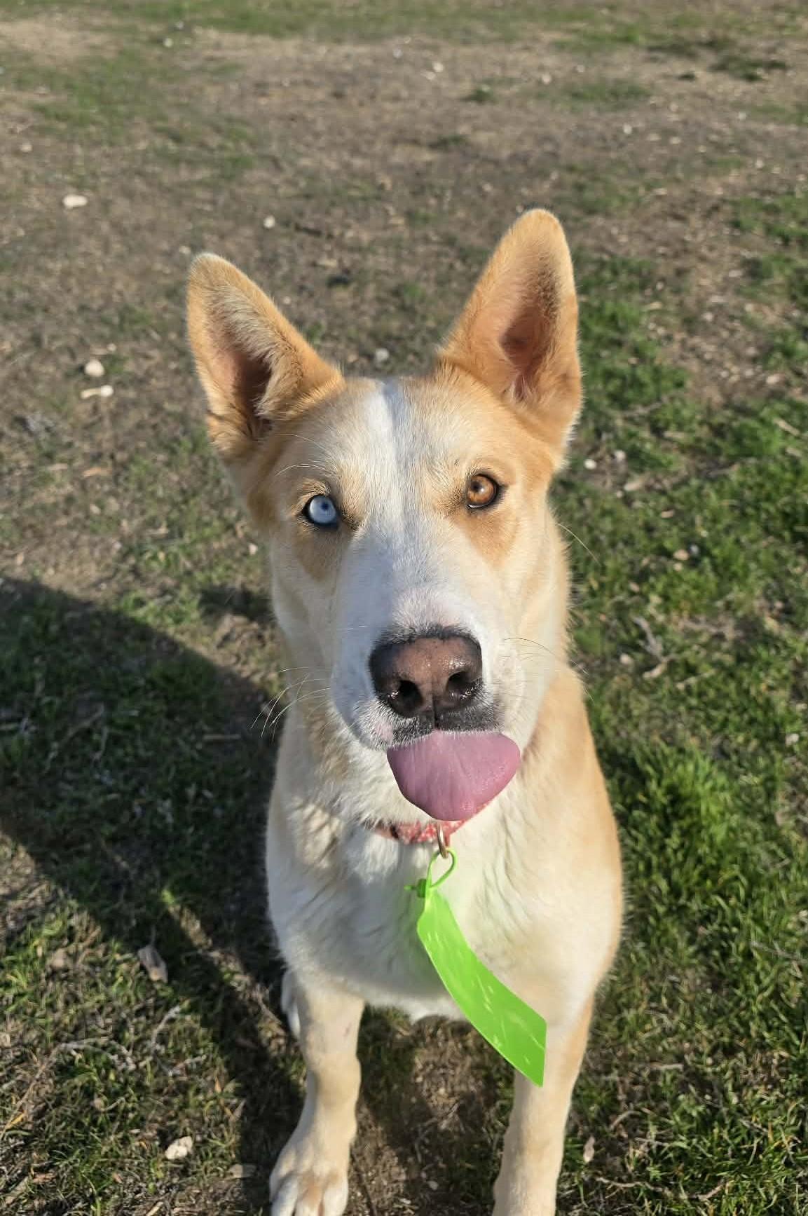Enlarge Dingo, a ADOPTABLE mixed breed in Othello, WA image 1/6