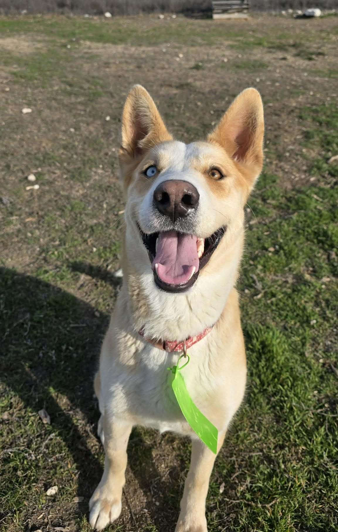 Enlarge Dingo, a ADOPTABLE mixed breed in Othello, WA image 5/6