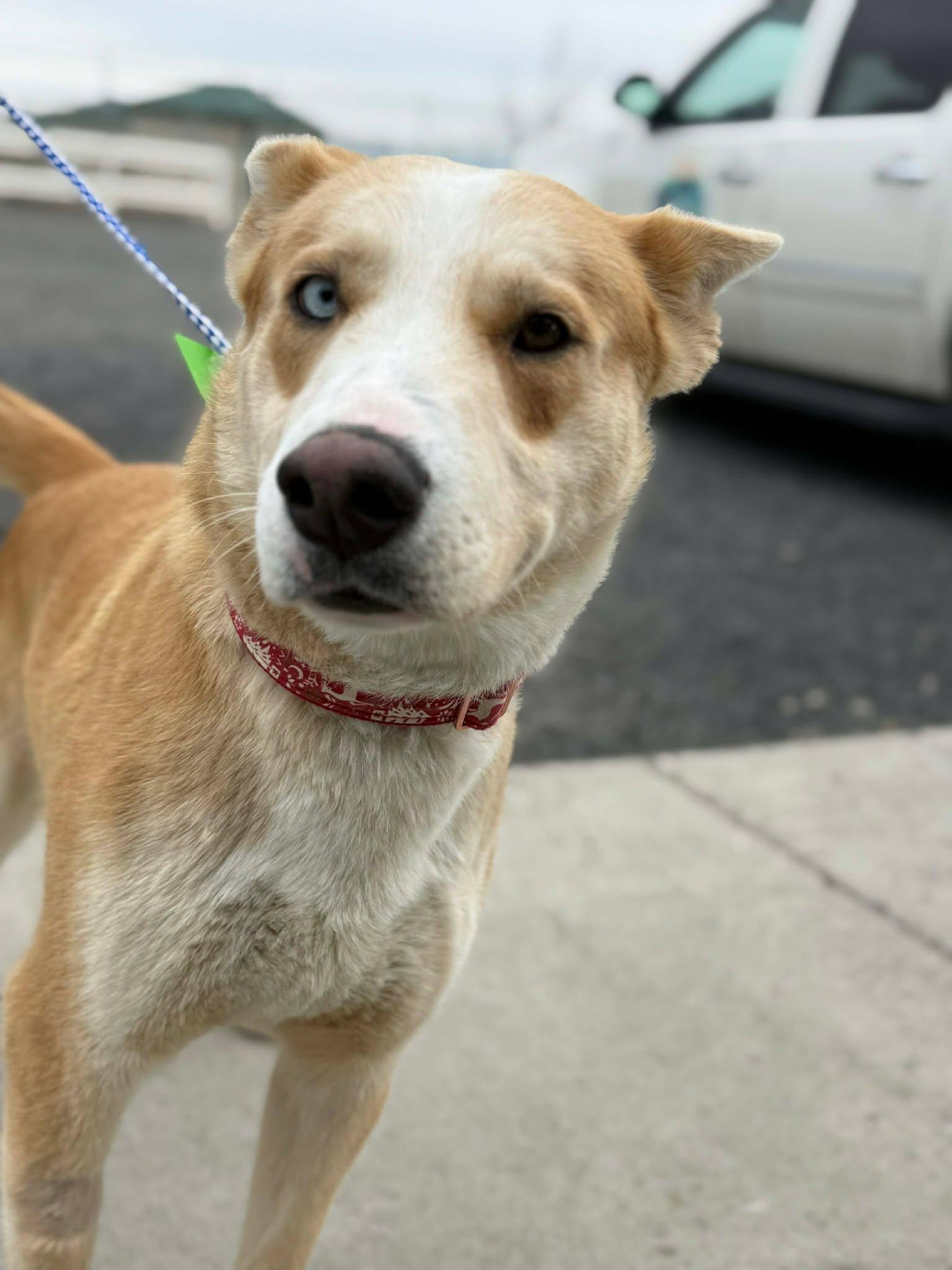 Enlarge Dingo, a ADOPTABLE mixed breed in Othello, WA image 3/6