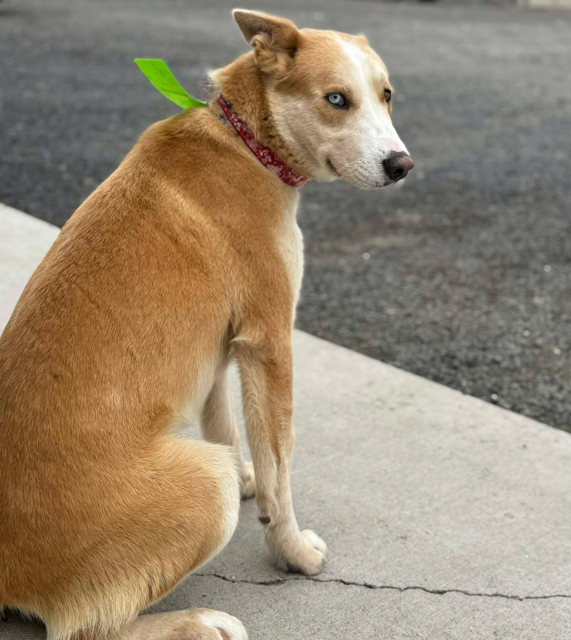 Enlarge Dingo, a ADOPTABLE mixed breed in Othello, WA image 4/6