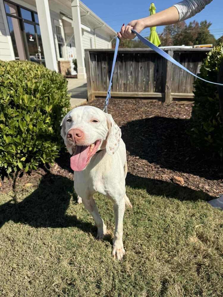 Enlarge Jackson (aka Jack), a Adoptable German Shorthaired Pointer in Gillsville, GA image 1/5