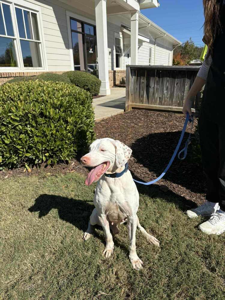 Enlarge Jackson (aka Jack), a Adoptable German Shorthaired Pointer in Gillsville, GA image 2/5