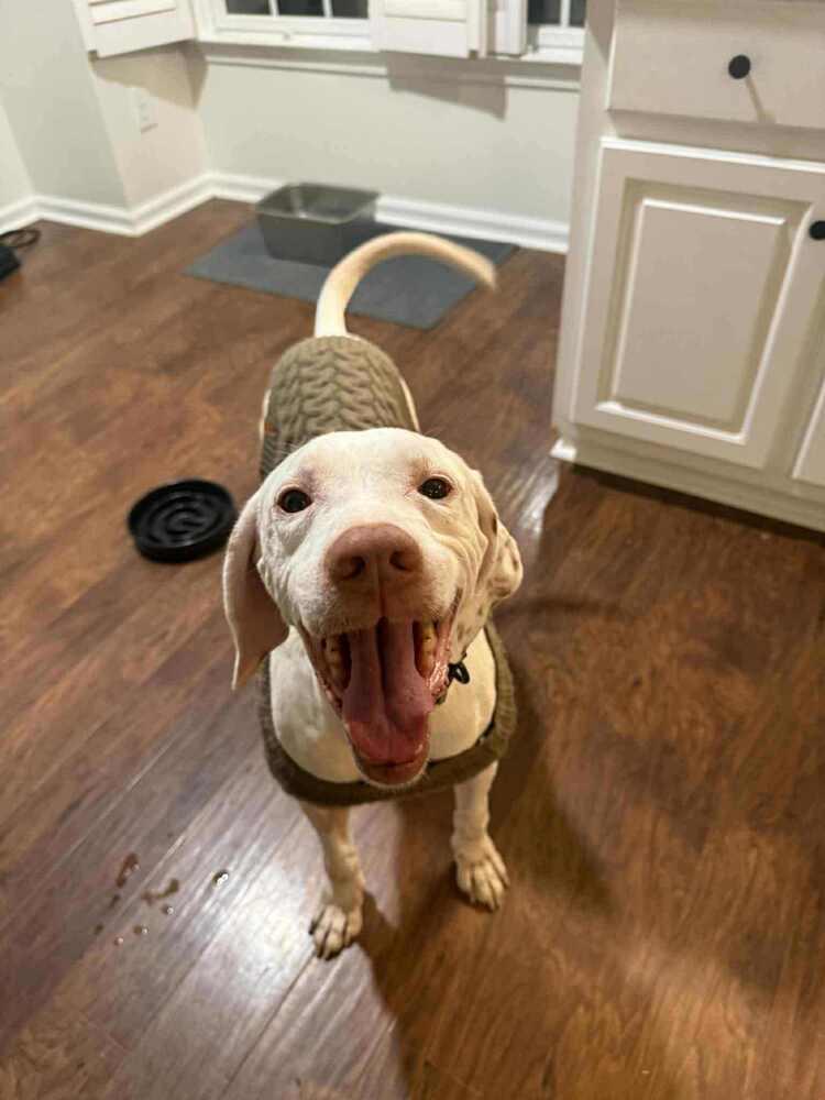 Enlarge Jackson (aka Jack), a Adoptable German Shorthaired Pointer in Gillsville, GA image 3/5