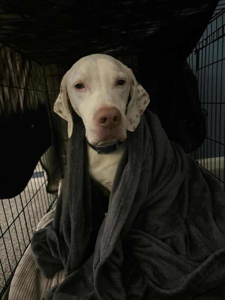 Enlarge Jackson (aka Jack), a Adoptable German Shorthaired Pointer in Gillsville, GA image 4/5