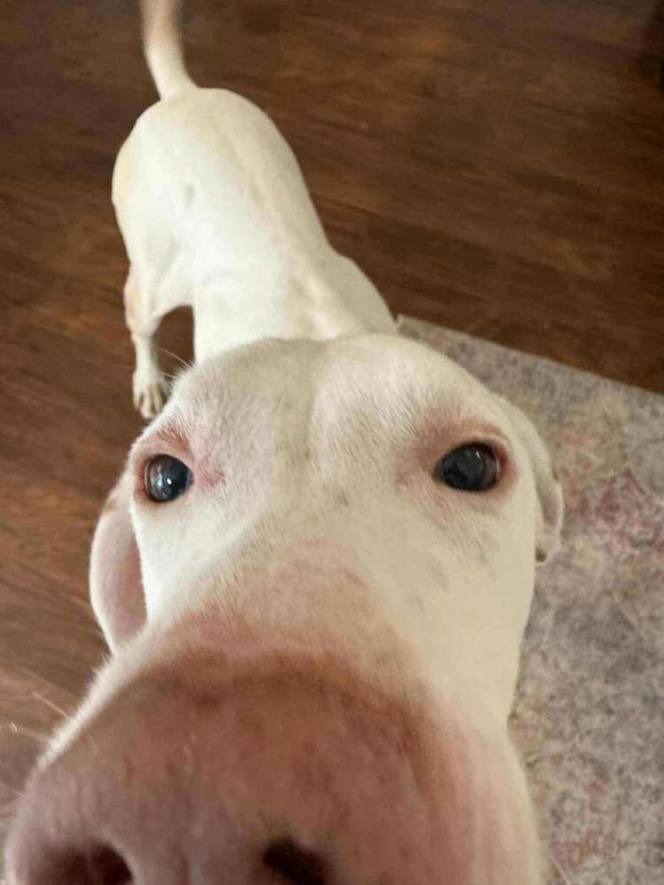 Enlarge Jackson (aka Jack), a Adoptable German Shorthaired Pointer in Gillsville, GA image 5/5