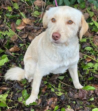 BIANCA, a Adopted mixed breed in Bell Gardens, CA image 1/6