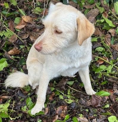 BIANCA, a Adopted mixed breed in Bell Gardens, CA image 2/6