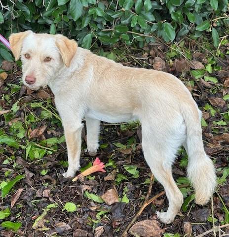 BIANCA, a Adopted mixed breed in Bell Gardens, CA image 3/6