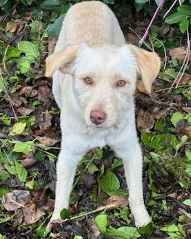 BIANCA, a Adopted mixed breed in Bell Gardens, CA image 4/6