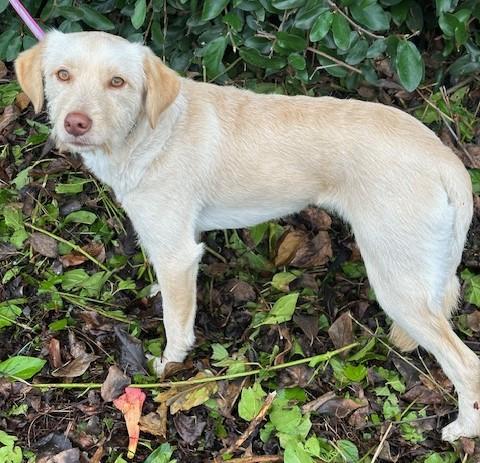 BIANCA, a Adopted mixed breed in Bell Gardens, CA image 5/6