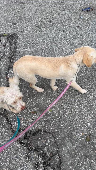 Enlarge BIANCA, a Adopted mixed breed in Bell Gardens, CA video 6/6