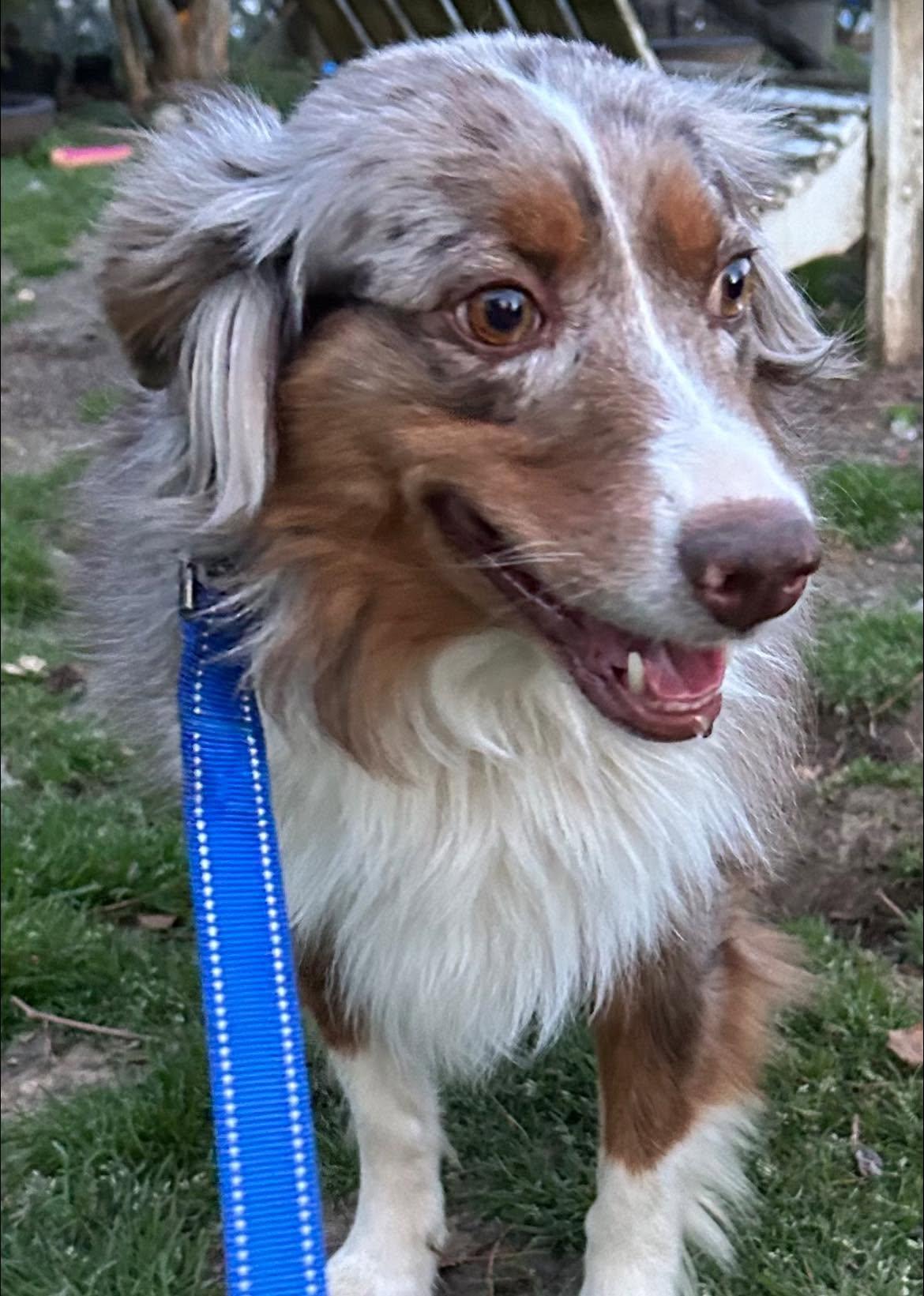 Enlarge Hazel, a ADOPTABLE Australian Shepherd in Anniston, AL image 1/1