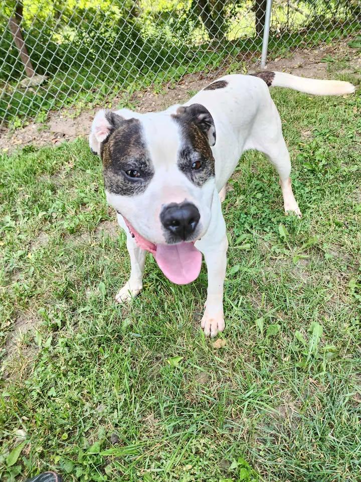 BRODY, an adoptable American Staffordshire Terrier in Reed City, MI, 49677 | Photo Image 1