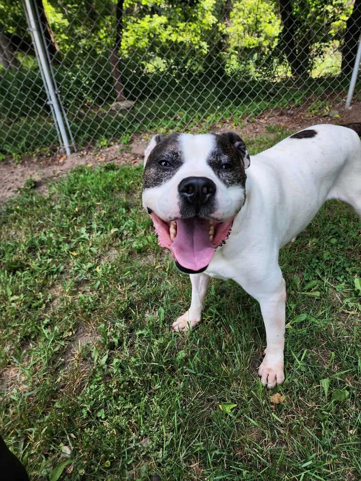 BRODY, an adoptable American Staffordshire Terrier in Reed City, MI, 49677 | Photo Image 3