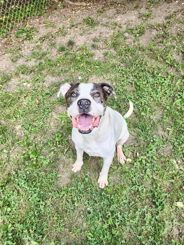 BRODY, an adoptable American Staffordshire Terrier in Reed City, MI, 49677 | Photo Image 2