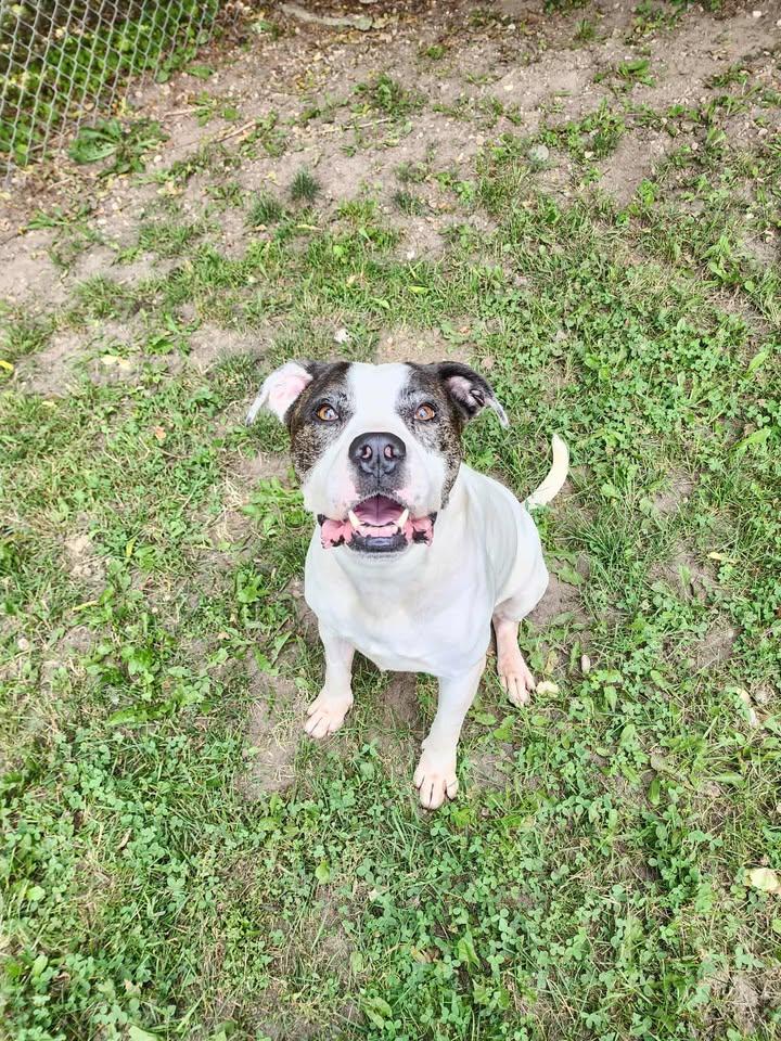 BRODY, an adoptable American Staffordshire Terrier in Reed City, MI, 49677 | Photo Image 4