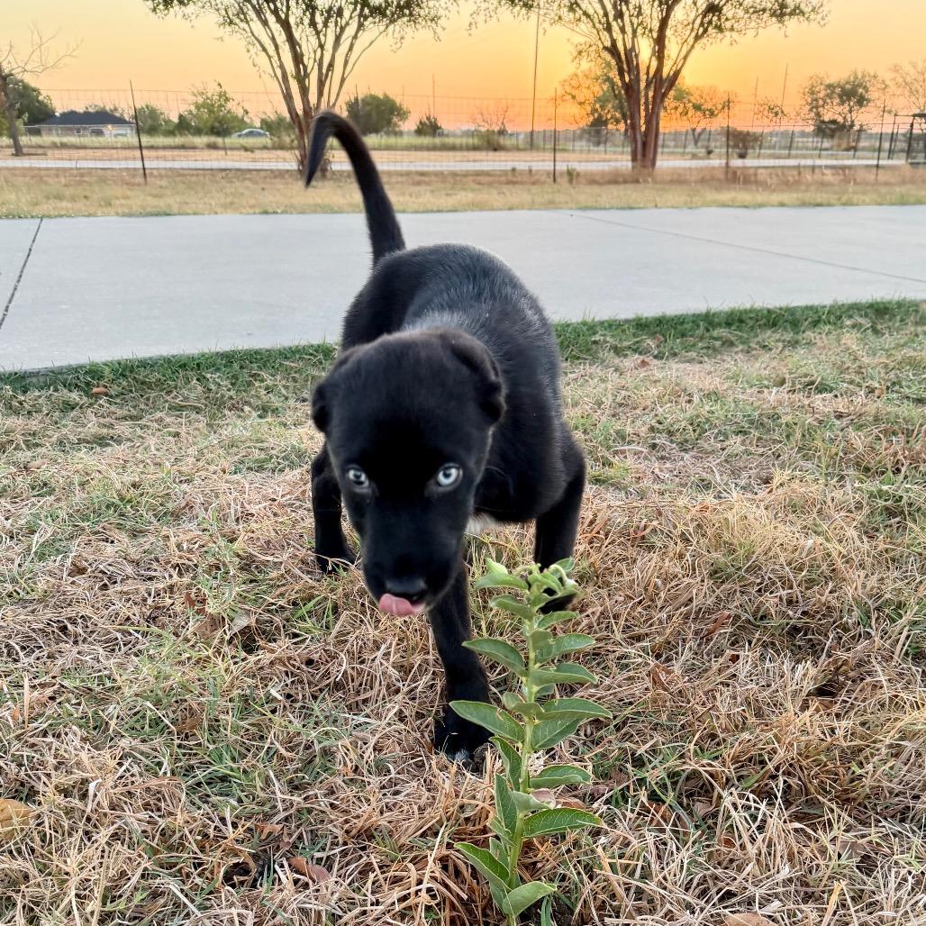 Enlarge Coal, a Adopted mixed breed in Ennis, TX image 3/6