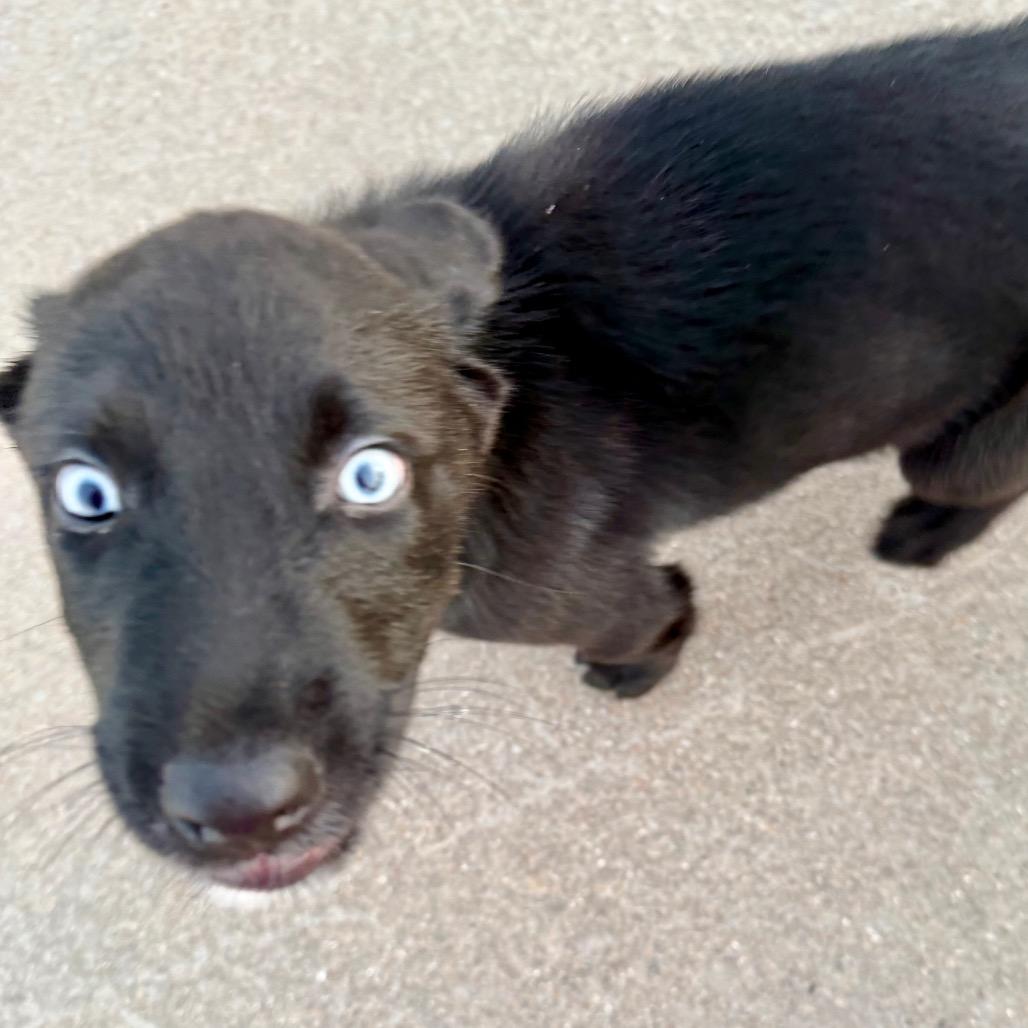 Coal, Adopted, Puppy Male Border Collie & Mixed Breed.