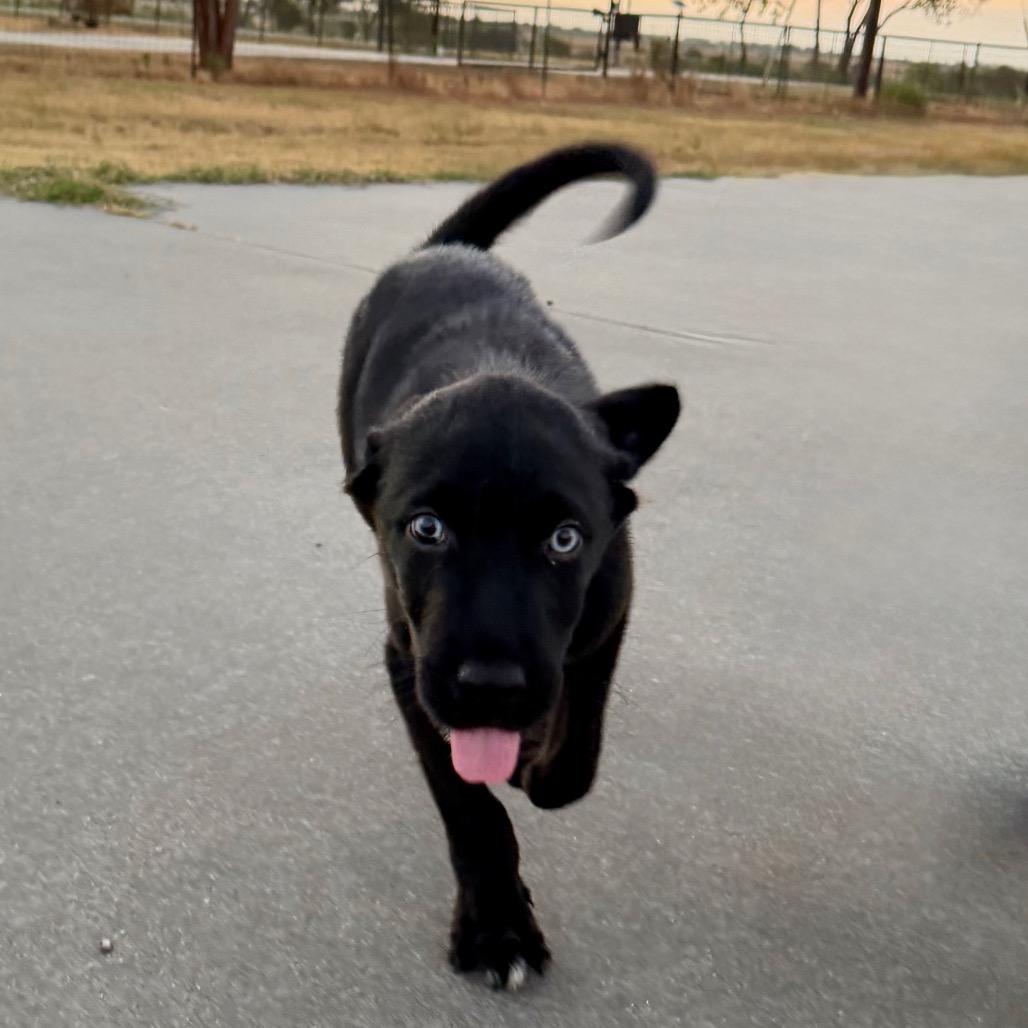 Enlarge Coal, a Adopted mixed breed in Ennis, TX image 2/6