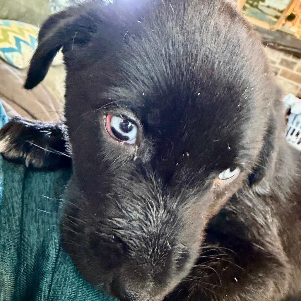Enlarge Coal, a Adopted mixed breed in Ennis, TX image 4/6