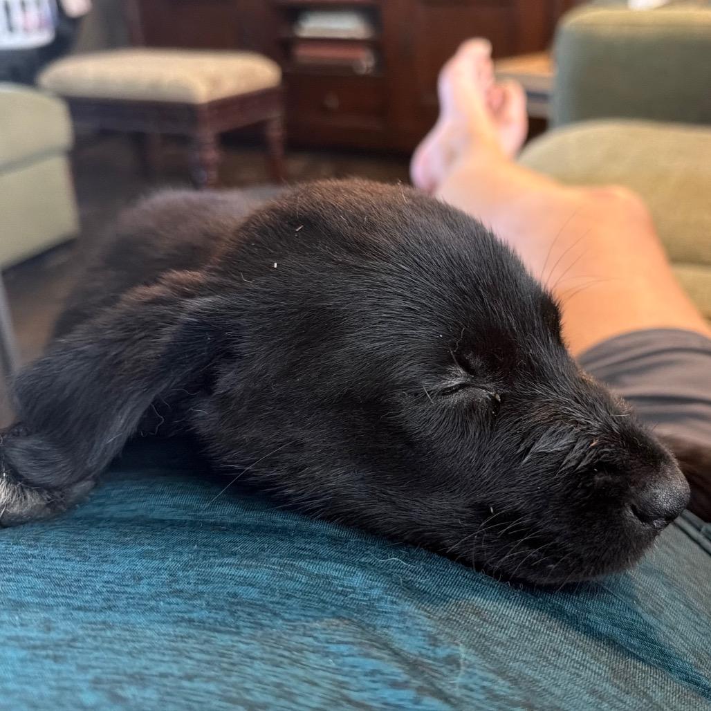 Enlarge Coal, a Adopted mixed breed in Ennis, TX image 5/6