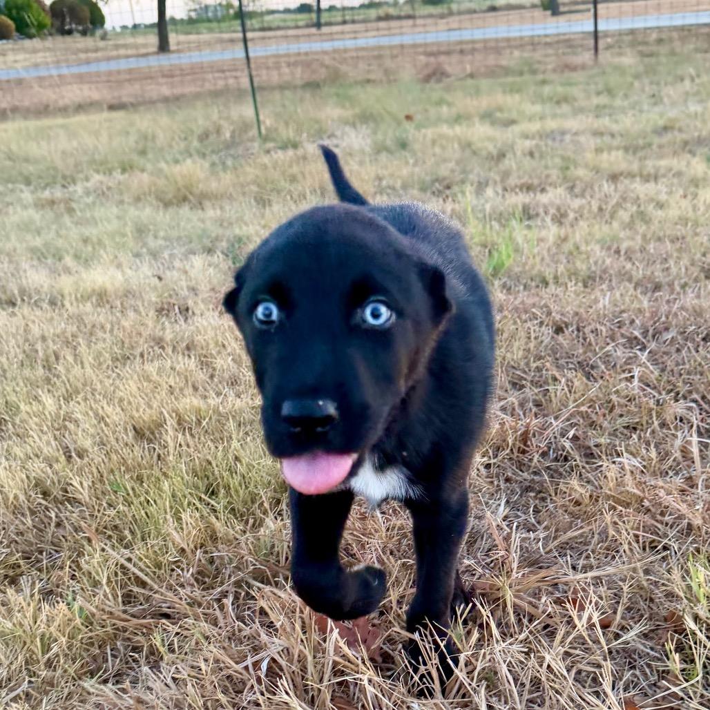 Enlarge Coal, a Adopted mixed breed in Ennis, TX image 6/6