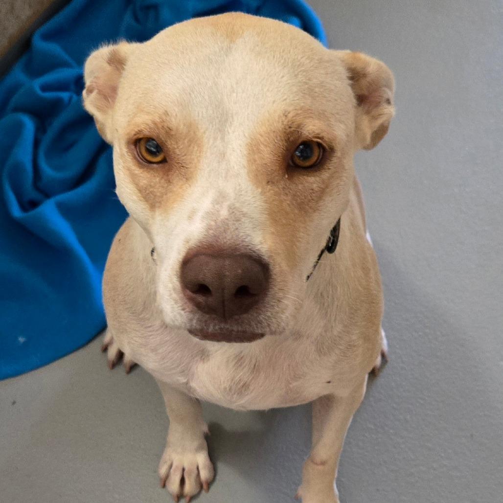 Chicken, Adoptable, Adult Female Pit Bull Terrier & Mixed Breed.