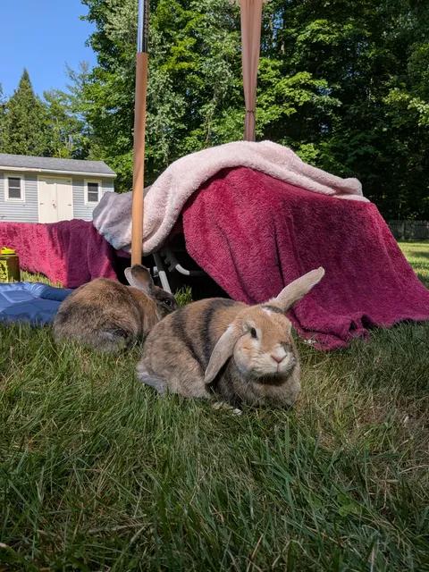 Georgia and Monet, Adoptable, Adult Female Harlequin.
