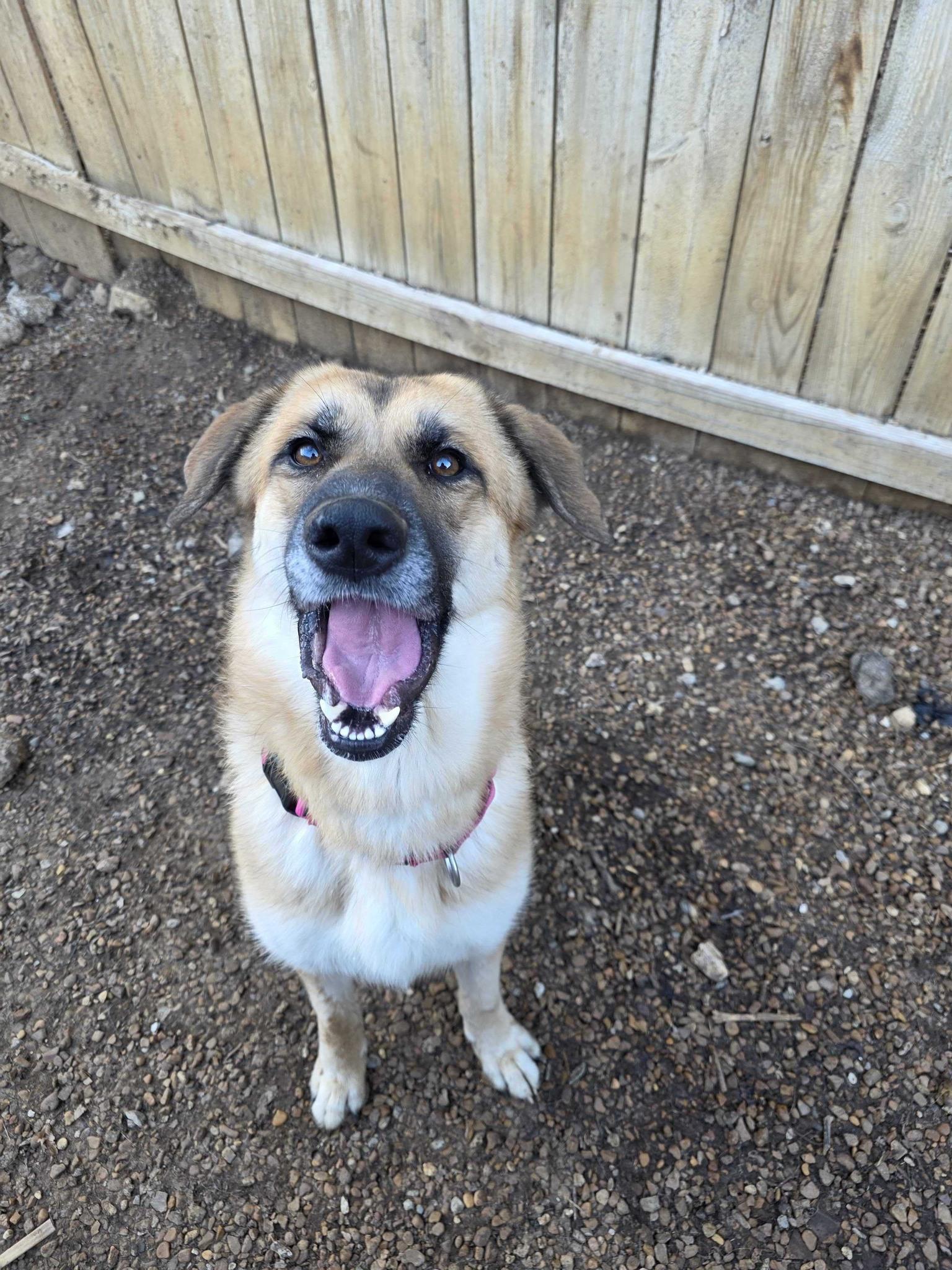 Enlarge Koko, an adopted mixed breed in Wytheville, VA image 5/5